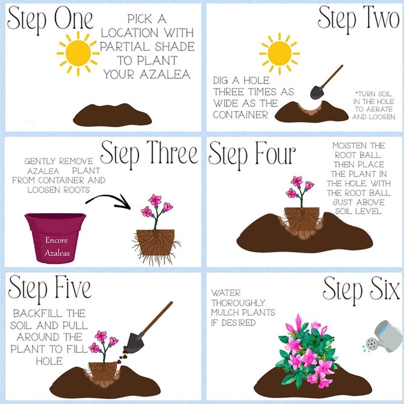 Encore Autumn Twist Azalea, 1 Gal