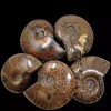 LapidaryCentral Flashy Red Polished Iridescent Ammonite with Flowering! 1.5-2 Inches!