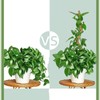 Moss Pole,47 Inch Monstera Plant Support, Upgraded 7mm Aluminum core