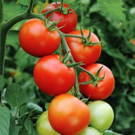 Fresh 50 FLORADADE TOMATO SEEDS HEIRLOOM  FRESH HARVEST FOR GARDENS