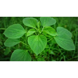 Neotea Acalypha Indica Powder | Indian Acalypha | Indian Mercury | Indian Copperleaf | Indian Nettle | Three-seeded Mercury | Kuppaimeni - 300 Grams