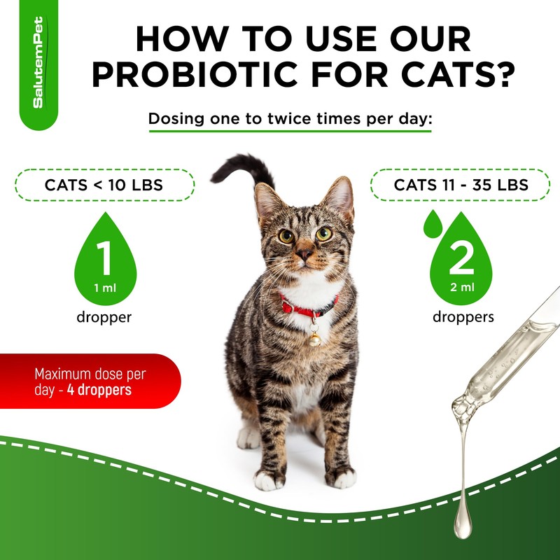 Probiotics for Cats for Digestive Support – Cat Probiotics for