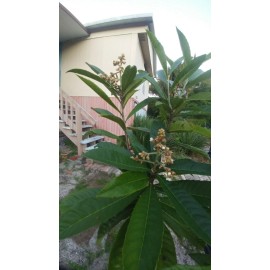 Plum 2 Rooted 6-8" Live Plans Japanese Plum Edible Fruit Organic Tree Leave Tea