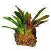 besgrow Premium New Zealand Sphagnum Moss, 150g (12L When Hydrated)