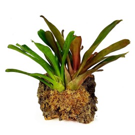 besgrow Premium New Zealand Sphagnum Moss, 150g (12L When Hydrated) Premier AAA Grade (150mm, 6" Strands) - Harvested in New Zealand's South Island, Dried and Long for Potted Plants, Orchids, Reptiles