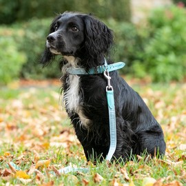 HUGO & HUDSON Luxury Dog Collar Fabric & Suede Leather with Adjustable Metal Buckle, Light Blue 30cm