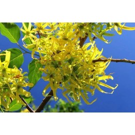 Flowers 20 Ylang Ylang Tree Seeds, Cananga odorata, Fragrant Flowers, Channel Ships FREE