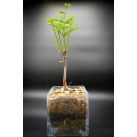 Indoorbonsaiandexotics Bald Cypress in Glass Container