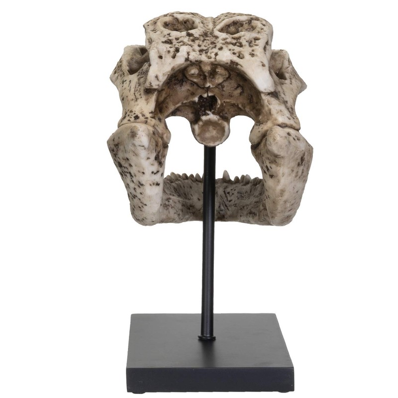 SUMMIT COLLECTION Polystone Alligator Skull Replica Model On Stand with