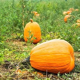 Pumpkin Garden Seeds - Jack O'Lantern Variety - 1 oz - Non-GMO, Heirloom Pumpkins - Orange - Vegetable Gardening Seeds
