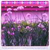 iPower Plant Grow Light Strips 192 LEDs for Indoor Plants,