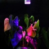 Superdream 10W Full Spectrum Led Grow Light for Flower Plant