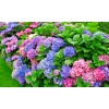 Shrubs Merritts Supreme Hydrangea Shrub/Bush, 6-12" Tall Seedling, Live Plant,
