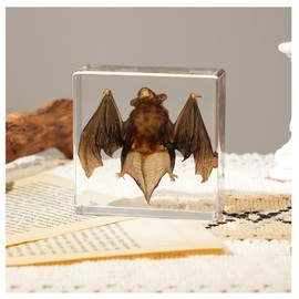 Bat Taxidermy in Resin Specimen Set for Science Education Classroom, Taxidermy Bat Collection,Oddities Animal Gift,Biology Home Décor Office Paperweight Bat in Resin (Bat)