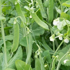 Park SeedChampion of England' Heirloom Pea Seeds, Pack of 50 Seeds