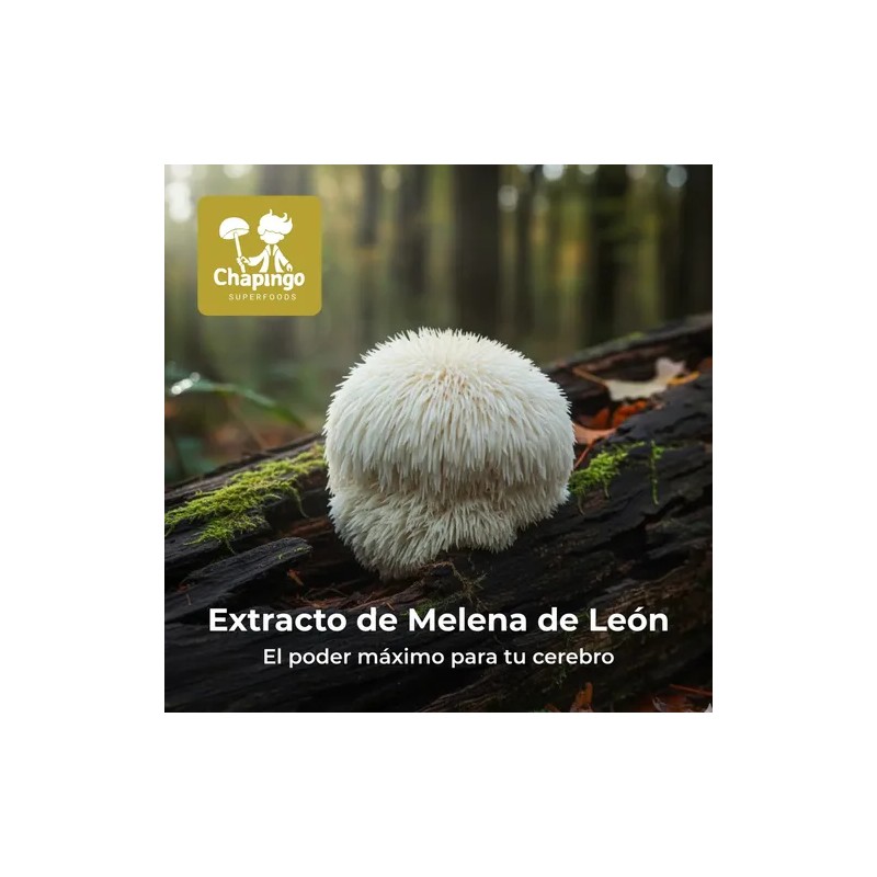 Lions Mane Melena De León Hongo Memoria Y Enfoque 720