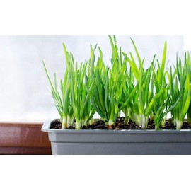 TomorrowSeeds - Tokyo Long Bunching Green Onion Seeds - 1500+ Count Packet - for 2024 Scallion Spring Onions Growing Herb Garden Container Chives