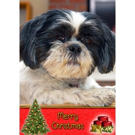 Shih Tzu Dog Christmas Card 'Merry Christmas' - Special Animal Xmas Card for Him Her from Pets Kids