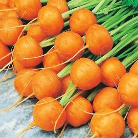 1000+ Seeds Round Baby Parisian Carrots Seeds A Delicacy Prised by Gourmet Restaurants Delicious Carrot Vegetable