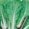 Chinese Heading Cabbage Michihli (Brassica rapa VAR. Pekinensis), Heritage Asian
