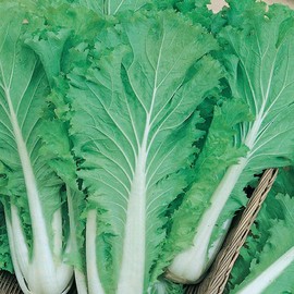Chinese Heading Cabbage Michihli (Brassica rapa VAR. Pekinensis), Heritage Asian Vegetable Non GMO--Open Pollinated, baechu, Grown for Planting