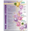 The Immune System Allergic Response Anatomical Chart
