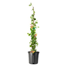Coral Honeysuckle | 1 Extra Large Trade 3 Gallon Plant | Lonicera Sempervirens | Attracts Hummingbirds, Red Trumpet Flowers, Fast Growing, Garden Climbing Vines, Low Maintenance, Long Blooming Season