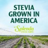 SPLENDA Stevia Zero Calorie Sweetener, Sugar Substitute Packets, 200 Count