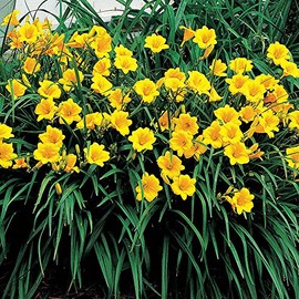 10 Stella de Oro Daylily Yellow blooms reblooming