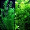 Anacharis and Hornwort Bundle for Ponds and Aquariums