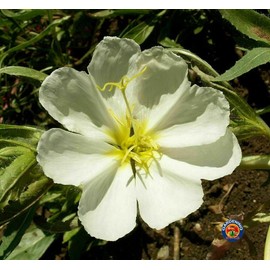 2000 White Evening Primrose Flower Seeds Oenothera pallida - Non-GMO - Always Fresh Seeds! - Planting Seeds for Your Home & Garden