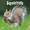 Squirrels Calendar 2026 | 12 Month Wall Calendar | Avonside