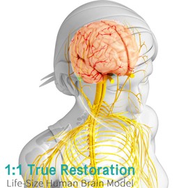 LVCHEN Human Brain Model Anatomy - Life Size Anatomical Brain Model with Arteries Removable 8 Pieces for Science Classroom