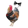 Chicken Harness and Leash Set，Black M