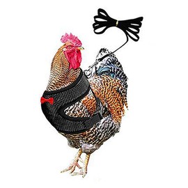 Chicken Harness and Leash Set，Black M