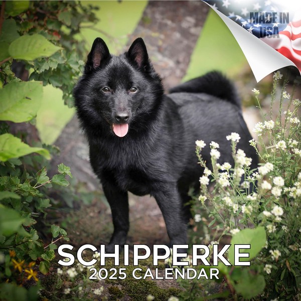 Schipperke Calendar 2020 - Dog Breed Calendar - Wall Calendar