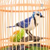 PowerTRC Singing & Chirping Bird in Cage, Realistic Sounds &