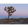 Yucca Brevifolia Joshua Tree Seeds, 10 Seeds Pack by Seeds2Go