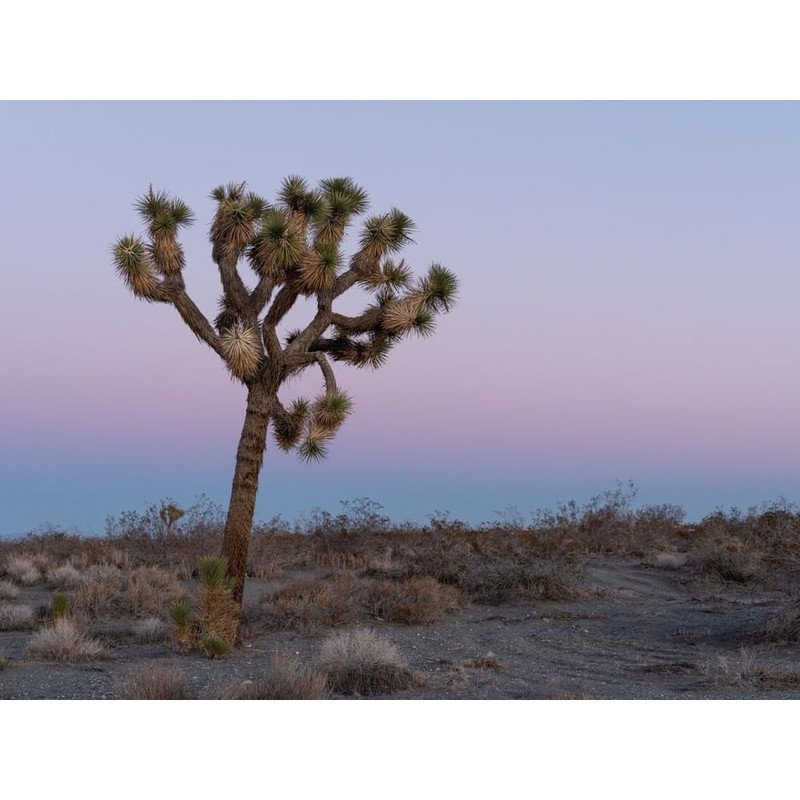 Yucca Brevifolia Joshua Tree Seeds, 10 Seeds Pack by Seeds2Go