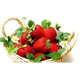 Everbearing Ozark Beauty Strawberry Plants 12 Bare Root Plants - TOP Producer