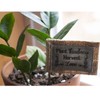 Cathedral Art Abbey & CA Gift Plant Kindness Flag Flower