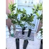 Tree VERNIA SWEET ORANGE grafted tree 3ft to 4 Ft