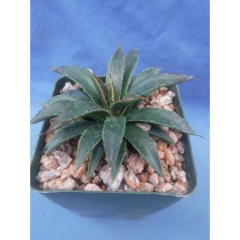 Crazy H Cactus "Bella" Mangave 3"+ STARTER Plant Agave & Manfreda RARE Hybrid NEW FOR 2025!!