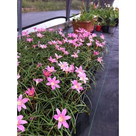Zephyranthes grandiflora 'Pink Rain Lily' Flower 10 Bulbs/Traditional Flowers That Bloom Multiple Times All Summer by The Southern Bulb Company