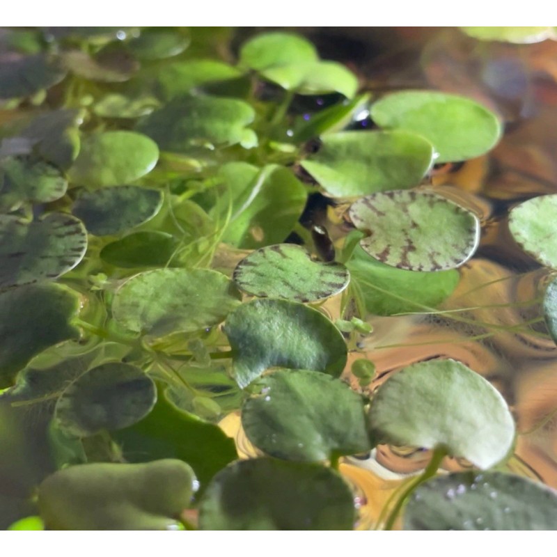 3x *RARE* live tiger frog bit starter plants, very long