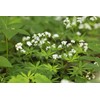 Health Embassy Sweet Woodruff Herb (Galium odoratum L), 50 g