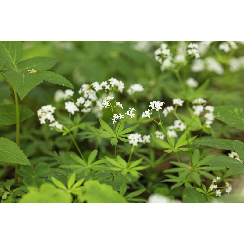 Health Embassy Sweet Woodruff Herb (Galium odoratum L), 50 g