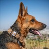 Carhartt Collar de cincha Ancha Totalmente Ajustable para Perros, Carhartt