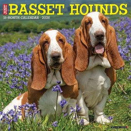 Willow Creek Press, Just Basset Hounds 2026 Wall Calendar, 12'' X 12'', 18-Month Calendar with Stapled Binding