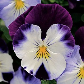 Park Seed Cool Wave Violet Wing Pansy Seeds, Pack of 10 Seeds